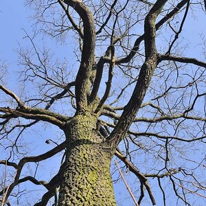 Eiche Arbesthal