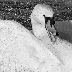 schwan hat spass