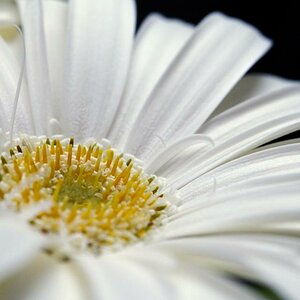 Blumen Macro2