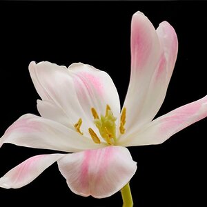 Tulpe2k