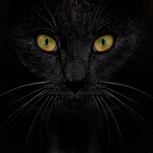 katz schwarz