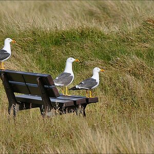 comp Helgoland 2008 01206