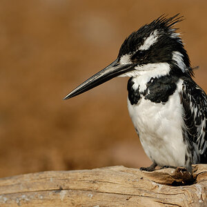 Eisvogel, Grey Kingfisher
