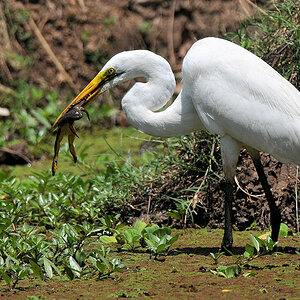 Silberreiher mit Frosch
Nkwali, South Luangwa
8473
