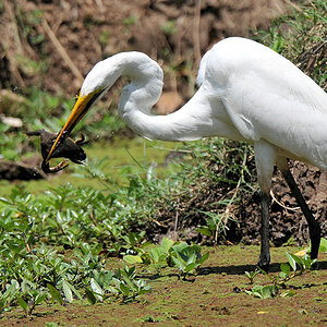 Silberreiher mit Frosch
Nkwali, South Luangwa
8489