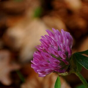 Rot-Klee/Wiesen-Klee (Trifolium pratense)