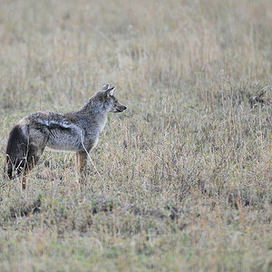 Streifenschakal 
Serengeti, Seronera
3007