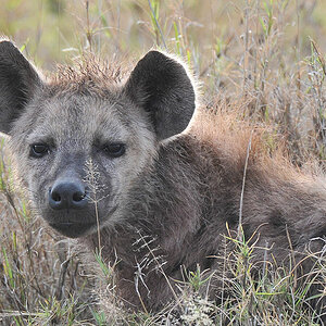 Tüpfelhyäne
Serengeti, Seronera
5268