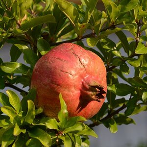 Granatapfel