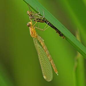 Libelle4893
