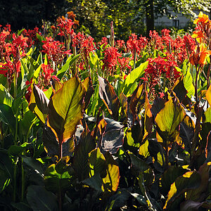 Blumenbeet