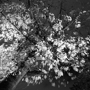 Schatten scan028neu900
