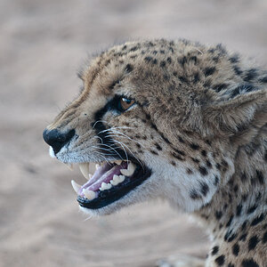 namibia 04