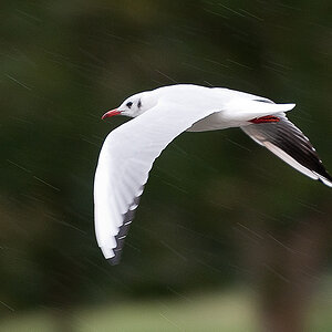 Möwe bei Sauwetter2
