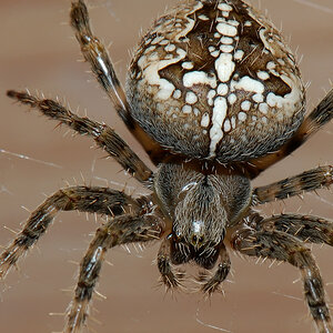 Spinne
