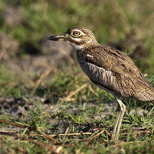 namibia 25