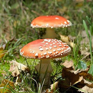 Pilz  STB1258