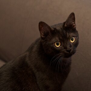 Katze #2