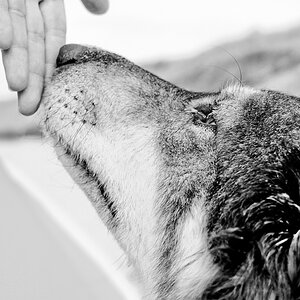 Hund und Mensch