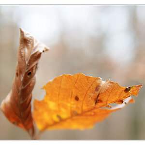 Blatt 1