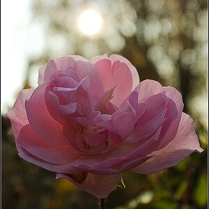 Rose im November