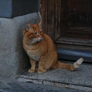 Miau!