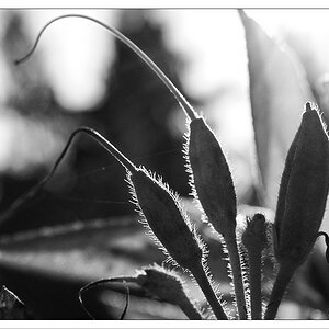 Licht u Schatten