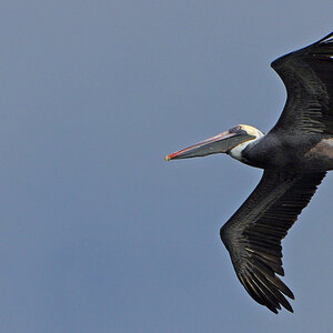 ein imposanter Vogel am Himmel: ein brauner Pelikan