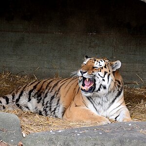 Tiger6 scale