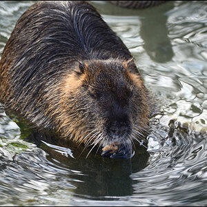 Biber oder Ratte Mahlzeit