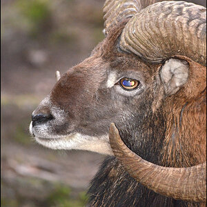 Mufflon Gesicht