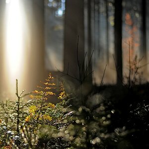 Licht im Dunkel