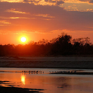 Sonnenuntergang am Luangwa
Auf einer Sandbank übernachten Nimmersatts
4295