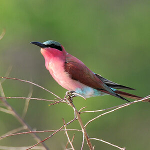 Karminspint oder Scharlachspint (carmine bee-eater)
South Luangwa Nationalpark
9041