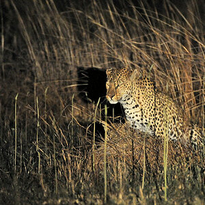 Leoparden bei der Paarung
Kafue Nationalpark
5609