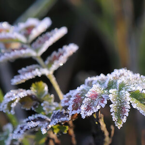 Frost3