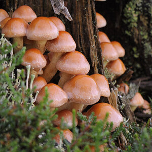 Pilze2
