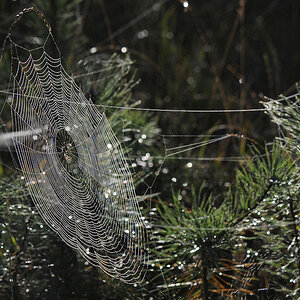Spinnennetz1