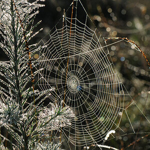 Spinnennetz3