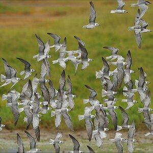 acomp Kenia 20111012 03255