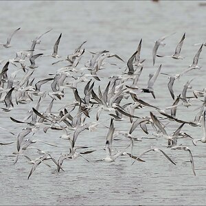acomp Kenia 20111012 03260