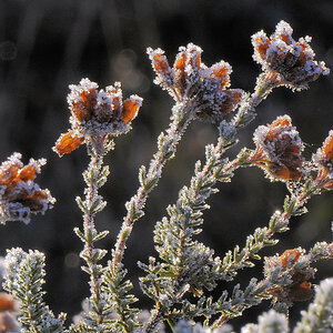 Frost1
