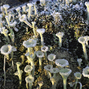 Frost2