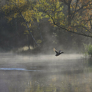 Herbstenten4