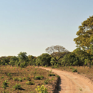 Mopane Wald
zwischen Musanza und Lufupa, Kafue
5823