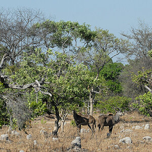 Kudus im Mopane Wald
zwischen Musanza und Lufupa, Kafue
3018