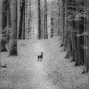 klarer Hund