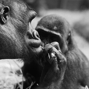 Gorilla - Zoo Zürich