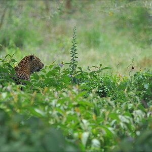acomp Kenia 20111011 00788