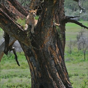 acomp Kenia 20111011 01748